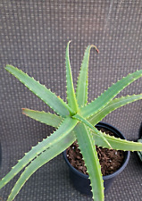 Aloe arborescens striata for sale  USA
