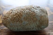Large 12.2 Pounds Petoskey Stone Raw Unpolished Northern Michigan Great Lakes for sale  Shipping to South Africa