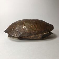 Vintage genuine turtle for sale  Glendale