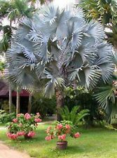Bismarck palm tree for sale  Palm Bay