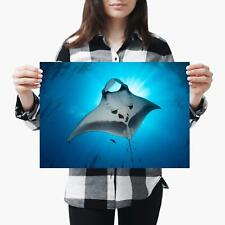 Majestic manta ray for sale  SELBY