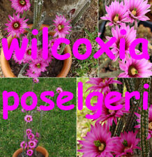 Seeds wilcoxia poselgeri for sale  Dothan