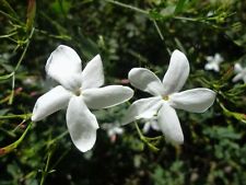 Poets jasmine plant for sale  Danielson