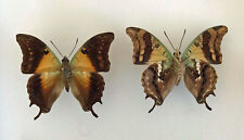 CHARAXES THOMASIUS*****male****Sao Tome for sale  Shipping to South Africa
