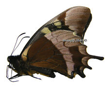 Unmounted Butterfly/Papilionidae - Papilio warscewiczii mercedes, male, Peru for sale  Shipping to South Africa