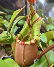 Nepenthes veitchii candy for sale  Clinton