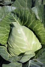 Vegetable cabbage durham for sale  WREXHAM