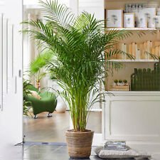 Areca palm large for sale  UK