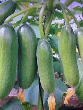 Cucumber mini munch for sale  SOUTHAMPTON