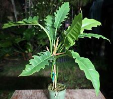 philodendron pot for sale  Hollywood