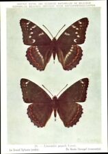 Used, Artist Postcard Butterfly, Limenitis Populi, Large Icebird - 3835692 for sale  Shipping to South Africa