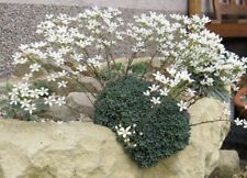 Saxifraga cochlearis 15 for sale  Shipping to Ireland