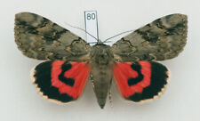 Erebidae - Catocala electa - Rosy Underwing - #80 - female for sale  Shipping to South Africa