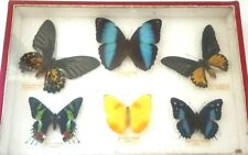 Papillons boite entomologique d'occasion  Nantes-
