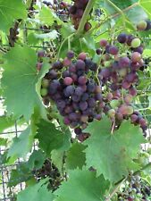 Wine grape 20 for sale  Allentown