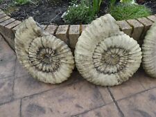 Seven large ammonite for sale  WILMSLOW
