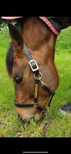 Horseware leather headcollar for sale  CREDITON