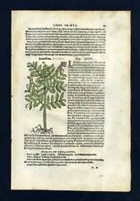 Impresión grabada ilustración de 1543 L' árbol a masilla o pistacho segunda mano  Embacar hacia Mexico
