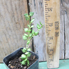 Dischidia ruscifolia - Million Hearts! for sale  Shipping to South Africa