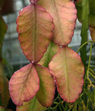 Rhipsalis elliptica @ exotic rare hanging cactus epiphyllum cacti seed 100 SEEDS, used for sale  Shipping to South Africa