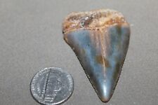 Great white fossil for sale  Wilmington