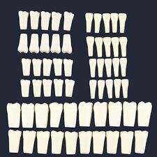Columbia 860 10 piezas/lote de reemplazo dental individual de dientes Typodont, usado segunda mano  Embacar hacia Argentina