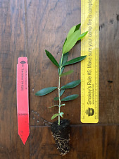 Leccino olive tree for sale  Bossier City