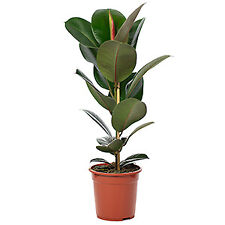 Gummibaum ficus elastica gebraucht kaufen  Straubing