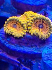 zoa frags zoanthids coral for sale  Johnstown