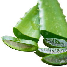 Aloe vera leaves for sale  UK