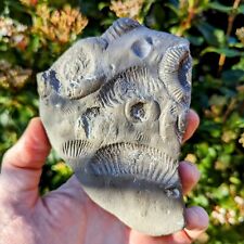Pyrite dactylioceras ammonite for sale  SCUNTHORPE