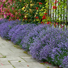 English lavender plug for sale  PETERBOROUGH
