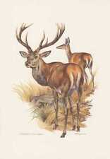 Red deer cervus for sale  Shipping to Ireland