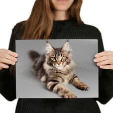Cute maine coon for sale  Shipping to Ireland