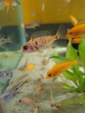African cichlids 26 for sale  Springfield