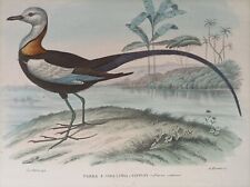 1863 pietraroia uccelli usato  Marano Di Napoli