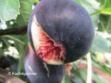 Ficus carica violet gebraucht kaufen  Wuppertal