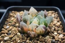 Succulent - Haworthia cooperi 'Akafu', used for sale  Shipping to South Africa