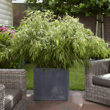 Fountain bamboo fargesia for sale  PETERBOROUGH