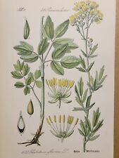 Usado, 1886 ANTIK LITHOGRAPHIE ILLUSTRATION BOTANIK BLUME FLORA NATURE DECOR BILDER RAR comprar usado  Enviando para Brazil