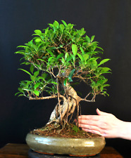 bonsai indoor gebraucht kaufen  Bielefeld