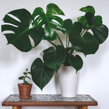Monstera house plants for sale  IPSWICH