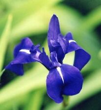 Iris bleu laevigata d'occasion  Krautergersheim