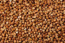 Semi grano saraceno usato  Arezzo