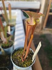Carnivorous sarracenia hybrid for sale  Eugene
