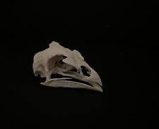 Guinea fowl skull usato  Osimo