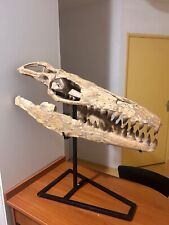 Crâne fossilisé mosasaure d'occasion  Valence