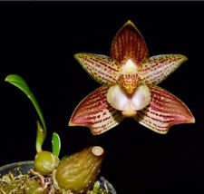 Bulbophyllum pectinatum small for sale  Miami