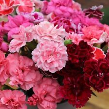 Hardy perennial dianthus for sale  IPSWICH