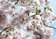 Kirschblüten fototapete vlies gebraucht kaufen  Hanau